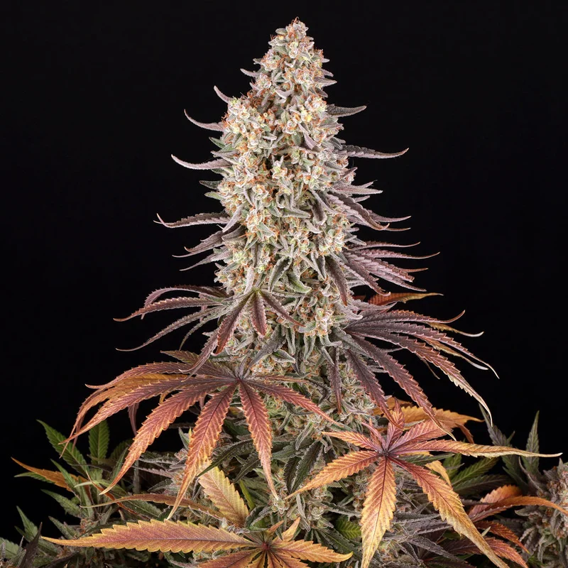 Sour Strawberry van Barney's Farm