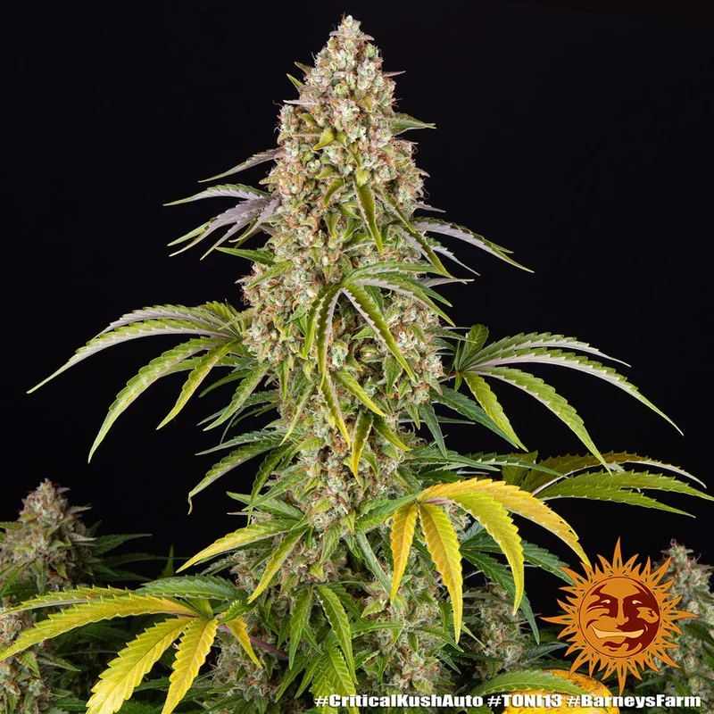 Critical Kush van Barney's Farm