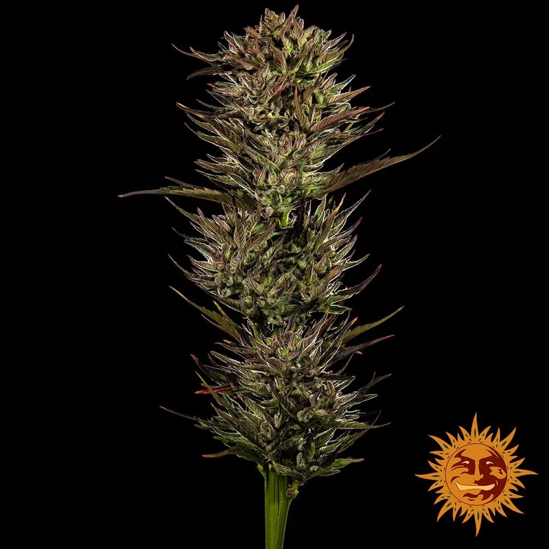Thin Mint x Sour Pinot van Barney's Farm