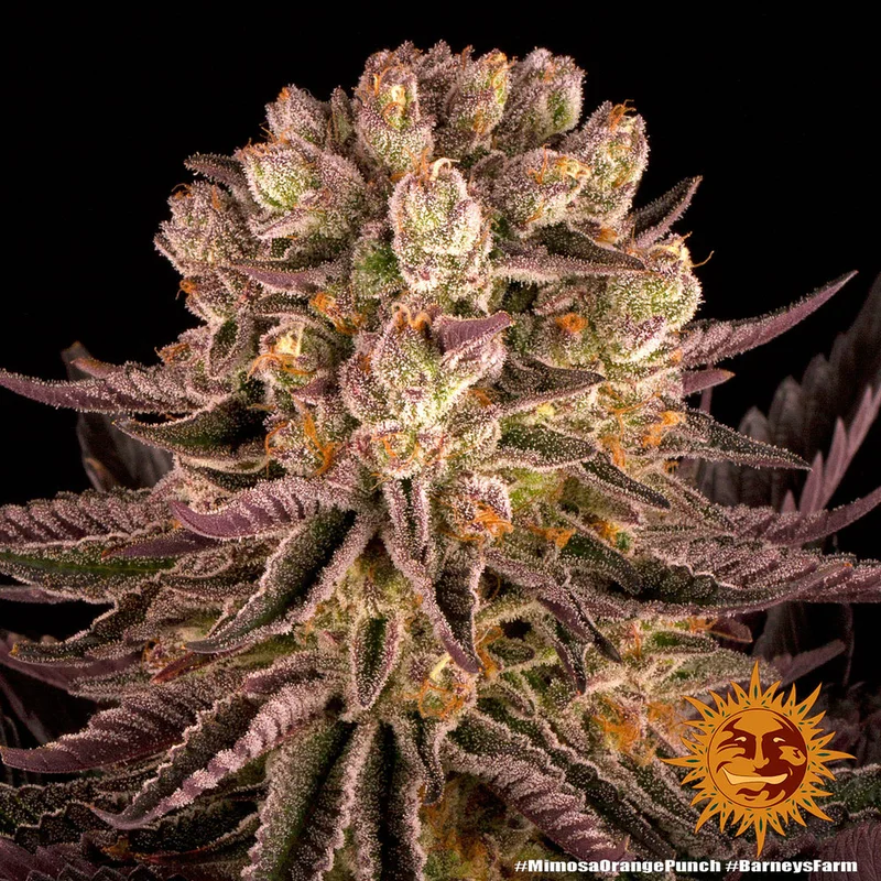 Mimosa x Orange Punch van Barney's Farm