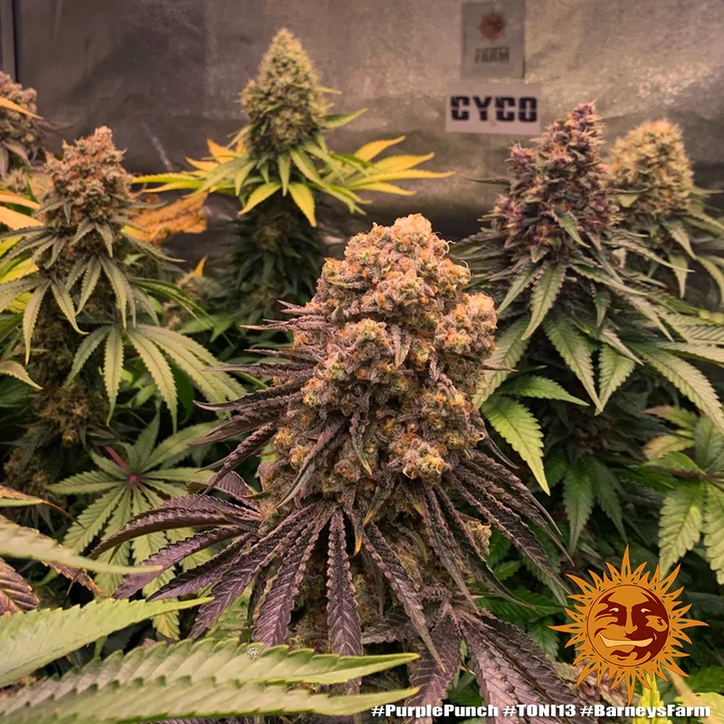 Purple Punch van Barney's Farm