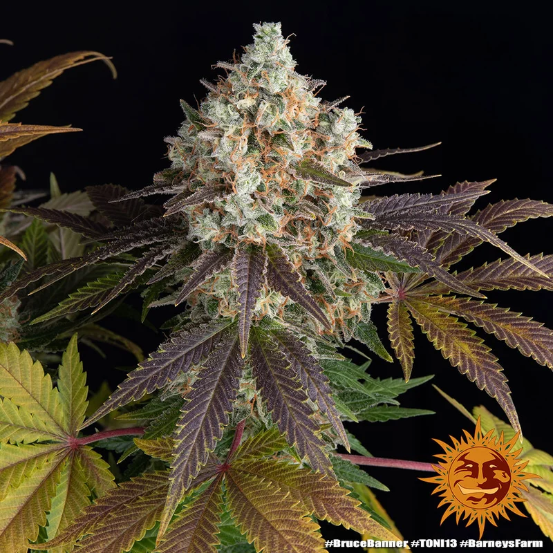 Bruce Banner van Barney's Farm