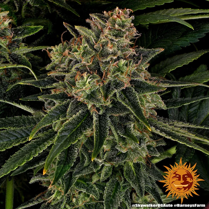 Skywalker OG van Barney's Farm