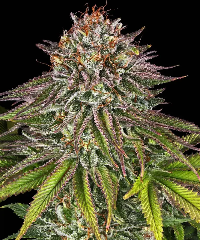 Critical Kush van Barney's Farm
