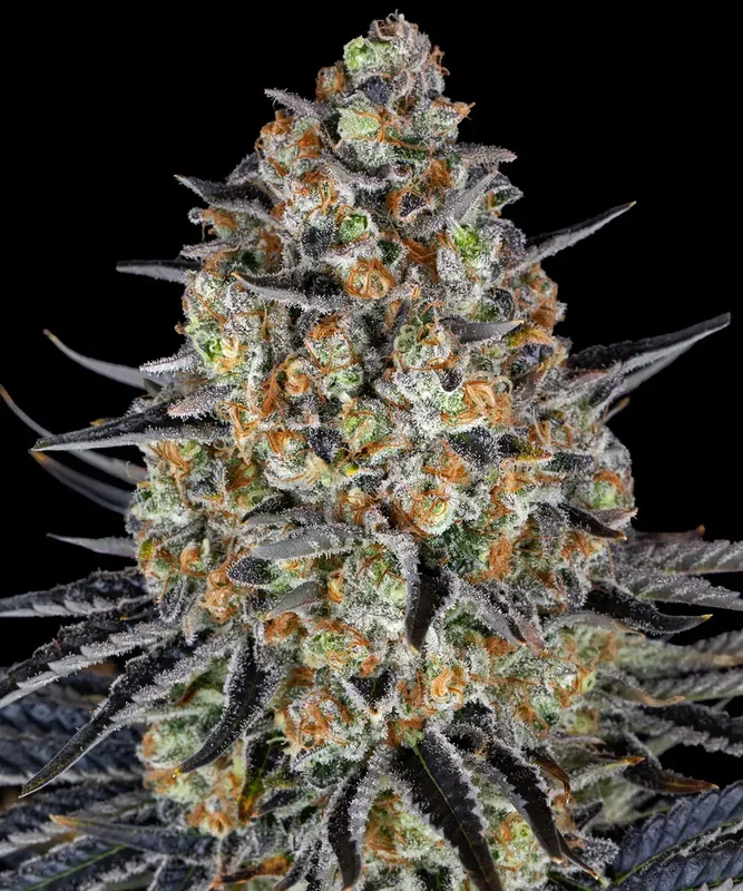 LSD van Barney's Farm