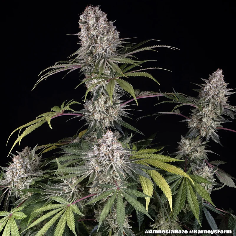 Amnesia Haze van Barney's Farm