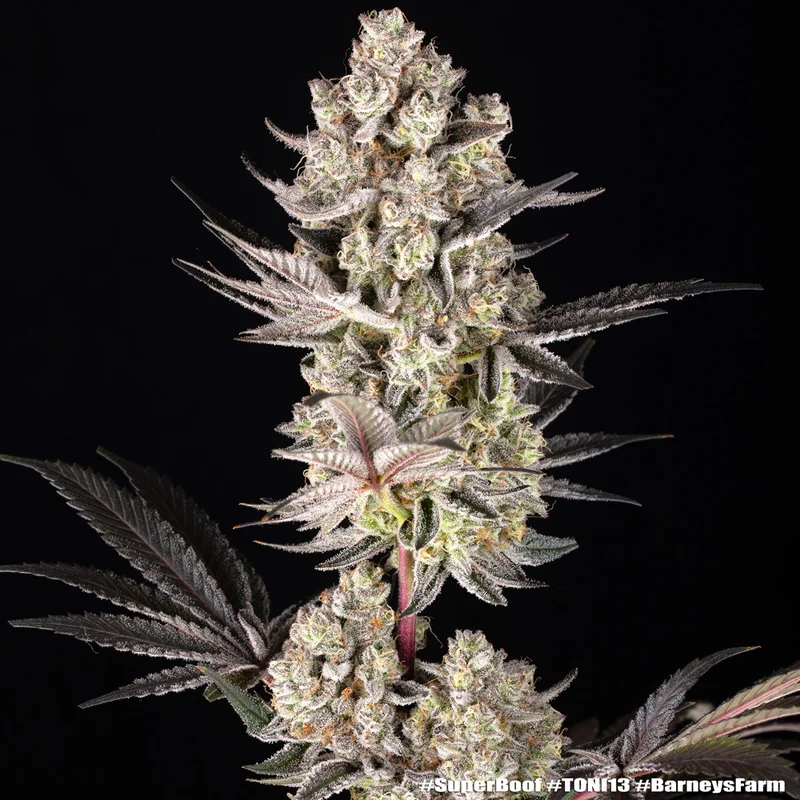 Super Boof van Barney's Farm