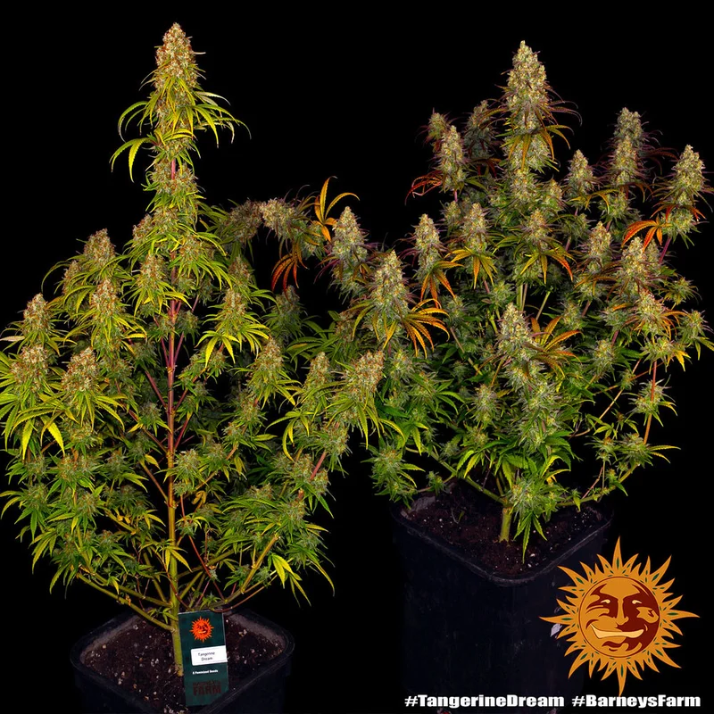 Tangerine Dream van Barney's Farm