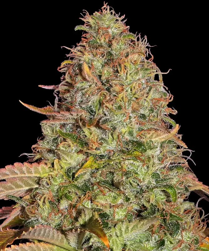 Zkittlez OG van Barney's Farm