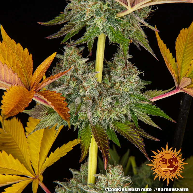 Cookies Kush van Barney's Farm