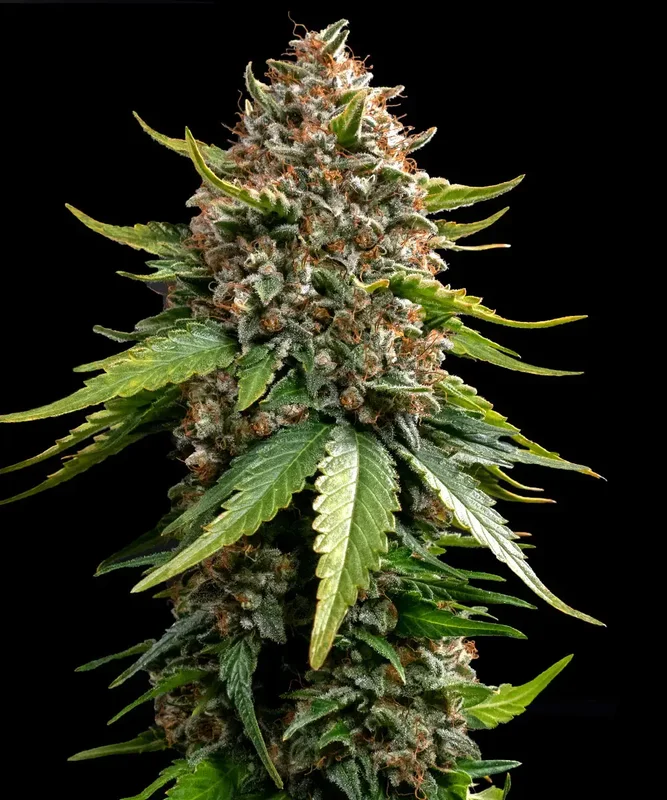 White Widow XXL van Barney's Farm