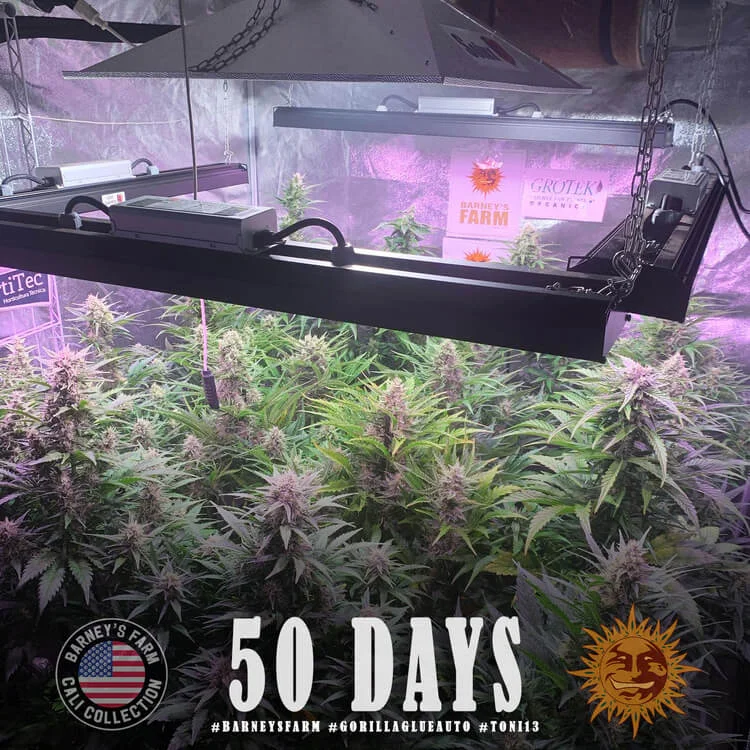 Gorilla Glue van Barney's Farm