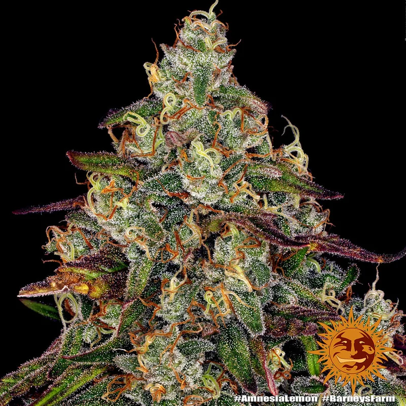 Amnesia Lemon van Barney's Farm