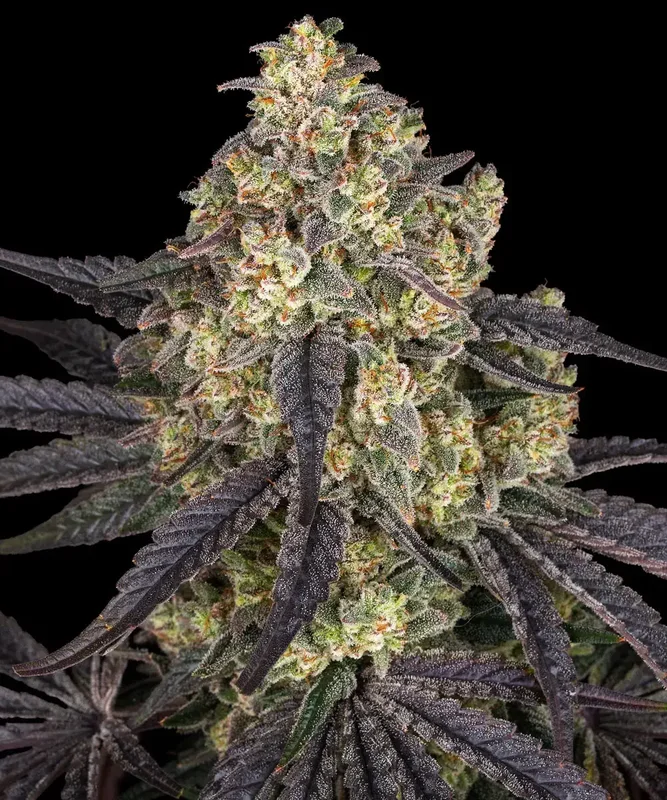 Kush Mintz van Barney's Farm