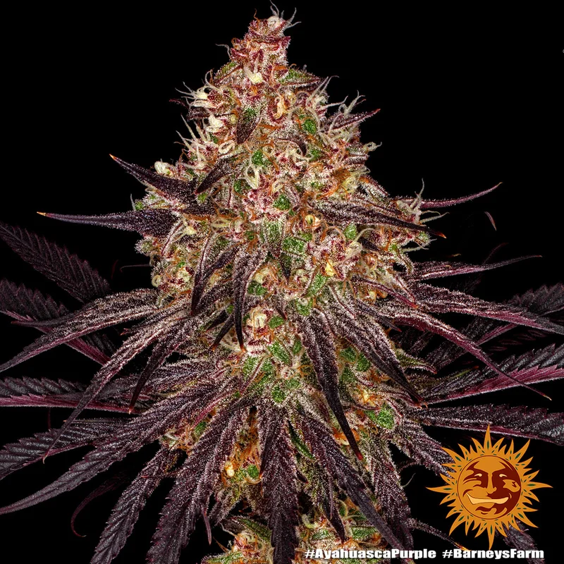 Ayahuasca Purple van Barney's Farm