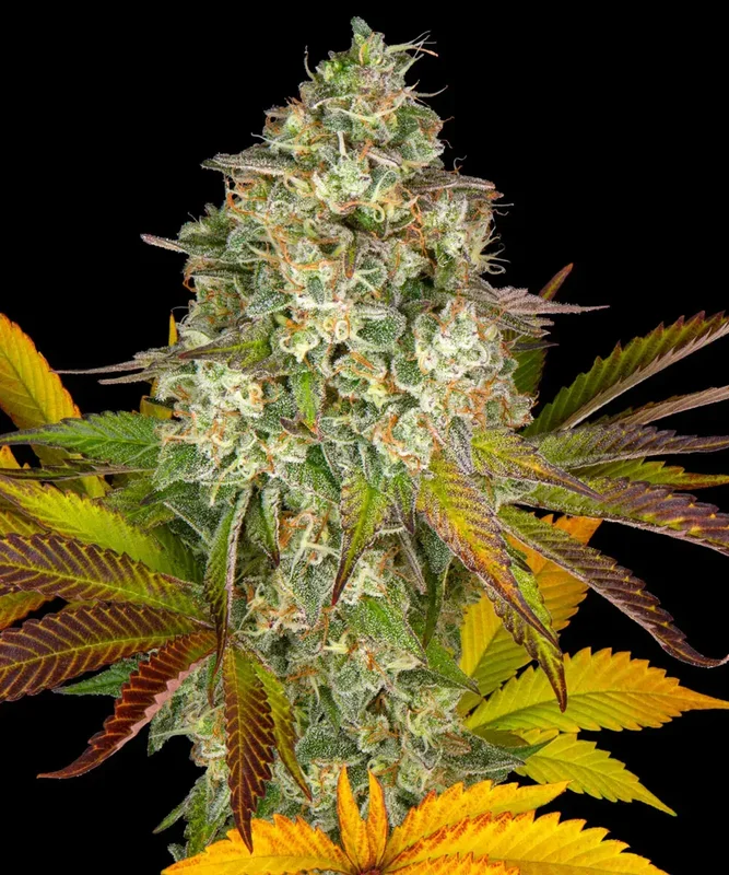 Cookies Kush van Barney's Farm