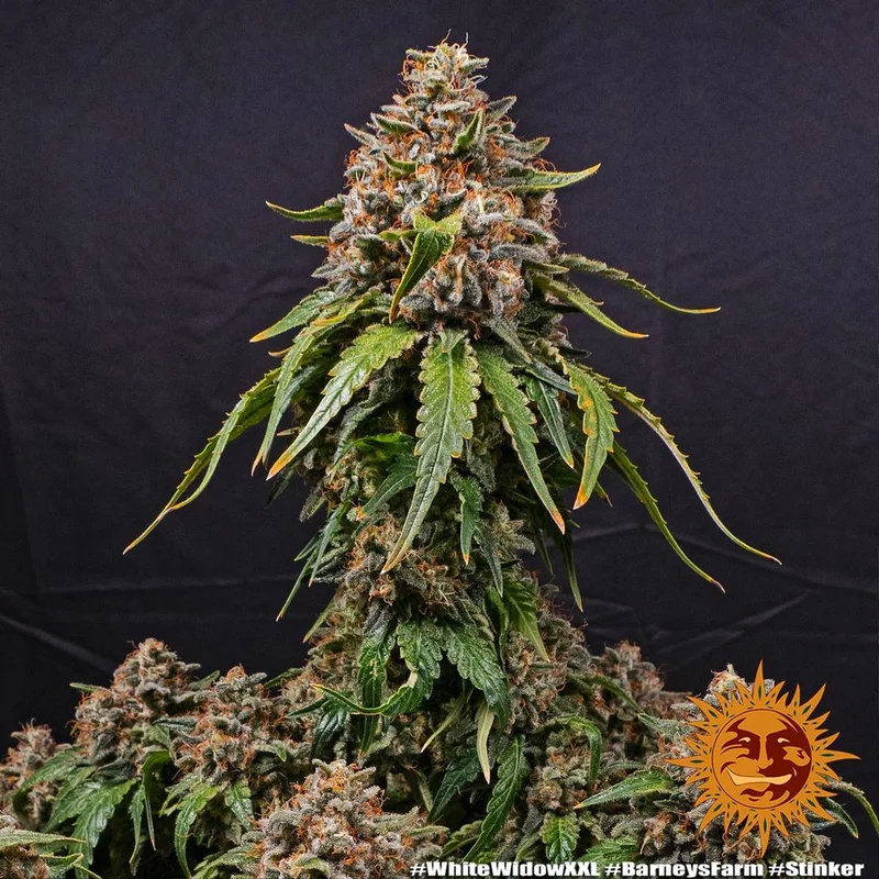 White Widow XXL van Barney's Farm