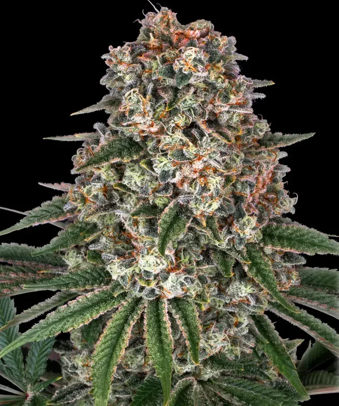 Tropicanna Banana van Barney's Farm