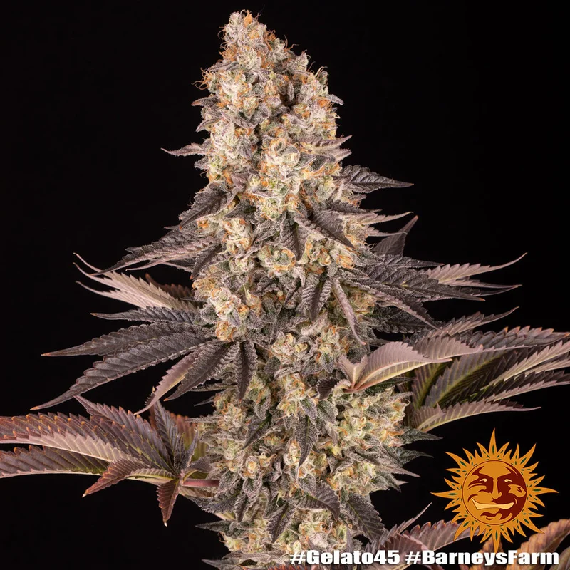 Gelato #45 van Barney's Farm
