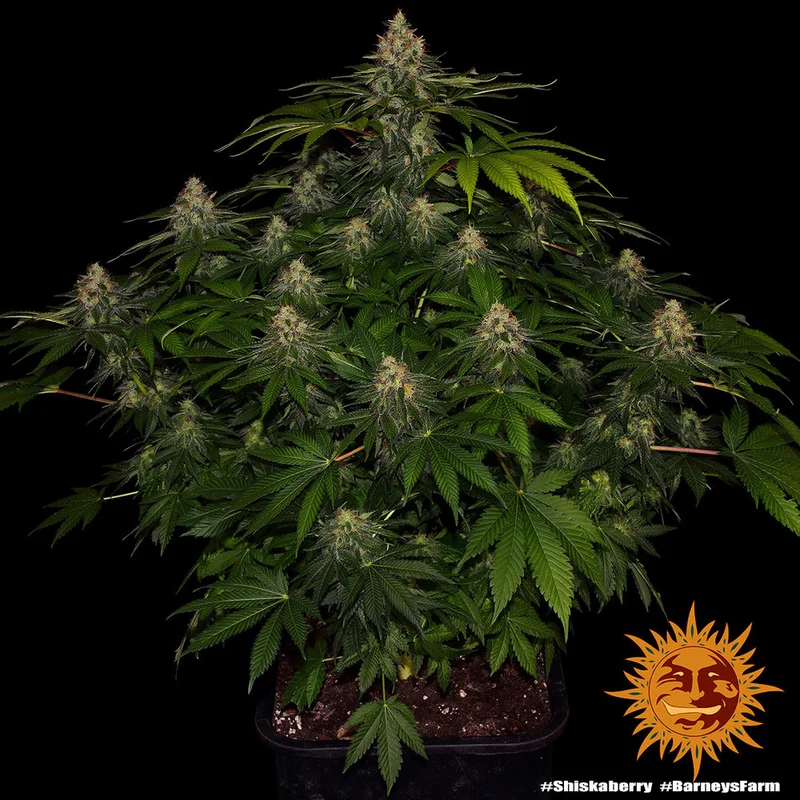 ShiskaBerry van Barney's Farm