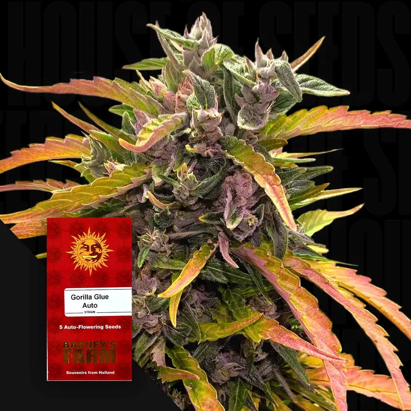 Gorilla Glue van Barney's Farm