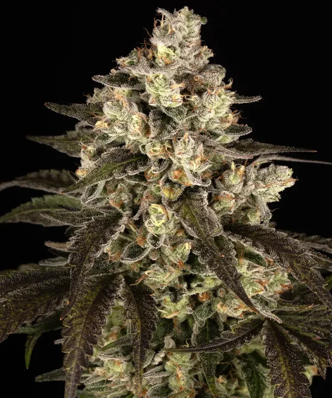 Trainwreck van Barney's Farm