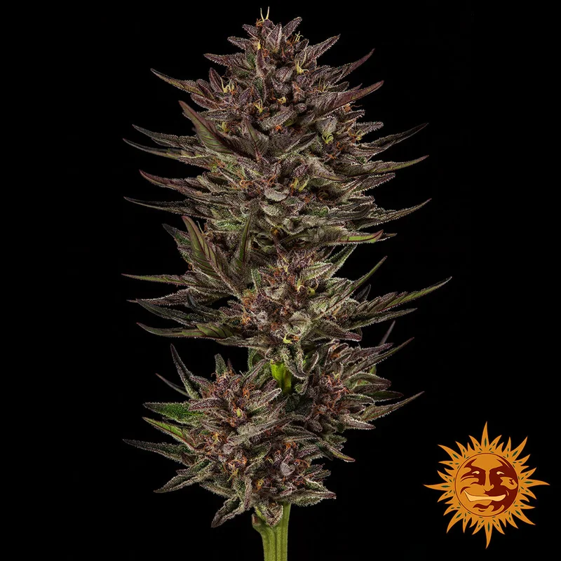 Frosted Zinn x Cookie Dog van Barney's Farm