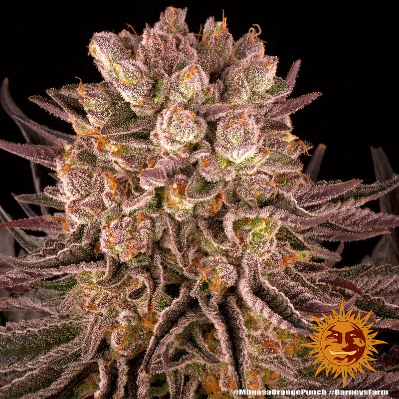 Mimosa x Orange Punch van Barney's Farm