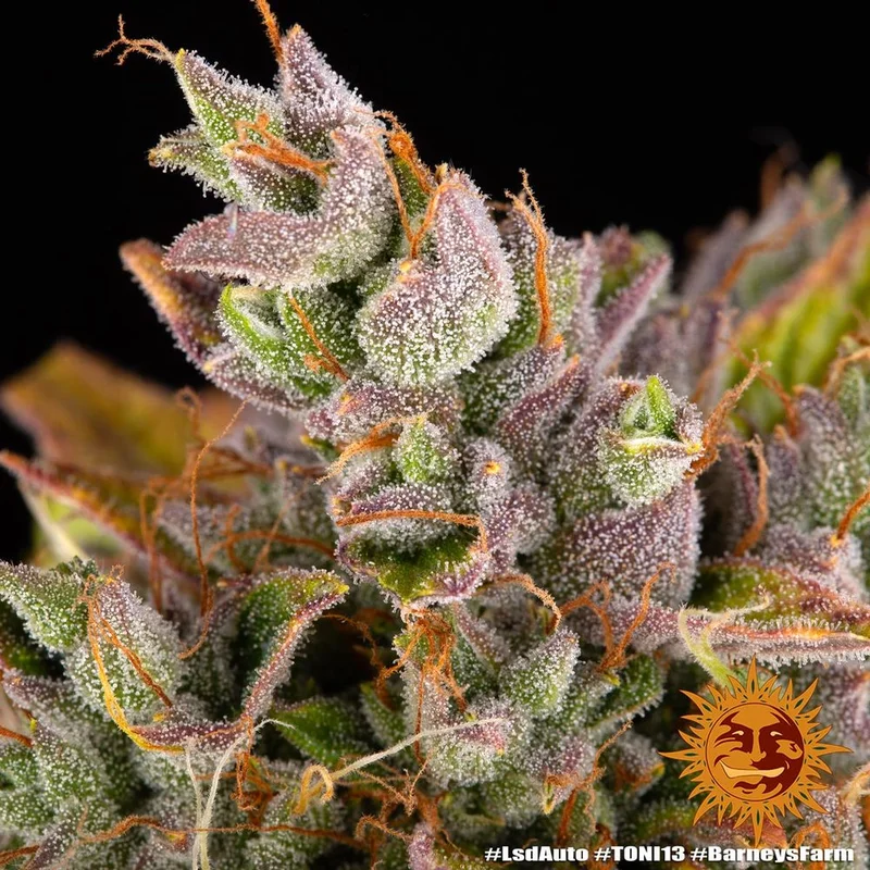 LSD van Barney's Farm