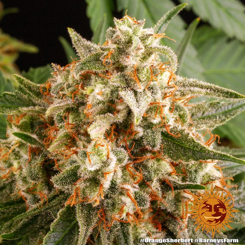 Orange Sherbert van Barney's Farm
