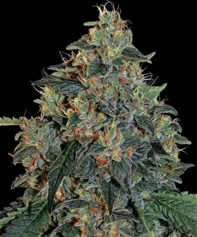 Blueberry OG van Barney's Farm
