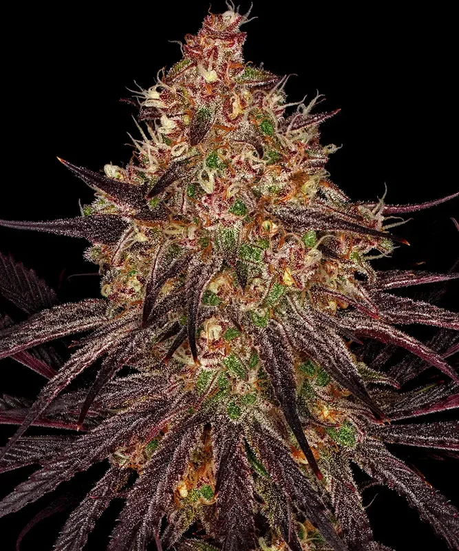 Ayahuasca Purple van Barney's Farm