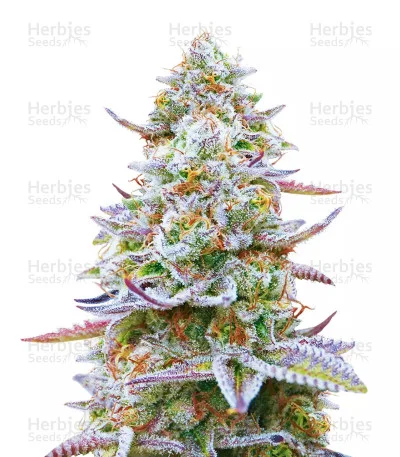 Gorilla Z van Barney's Farm