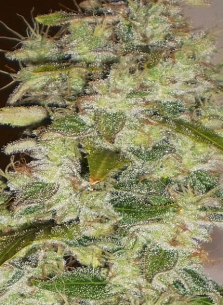 Truly Fruity van BC Bud Depot