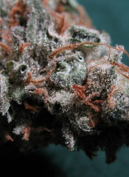 Sweet God van BC Bud Depot