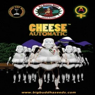 Cheese van Big Buddha Seeds
