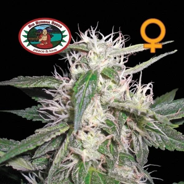 Cheese Dawg van Big Buddha Seeds