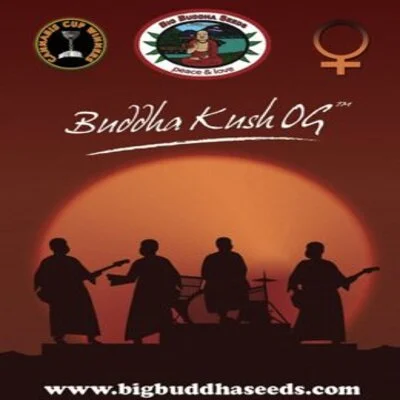 Buddha Kush OG van Big Buddha Seeds