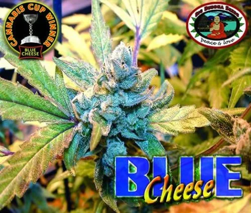 Blue Cheese van Big Buddha Seeds