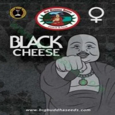 Black Cheese van Big Buddha Seeds