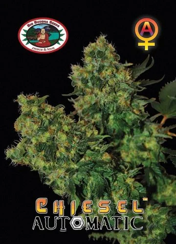Chiesel van Big Buddha Seeds
