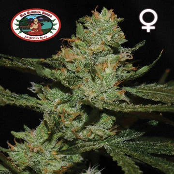 Strawnana Sundae van Big Buddha Seeds