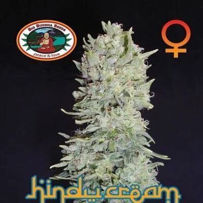 Hindu Cream van Big Buddha Seeds