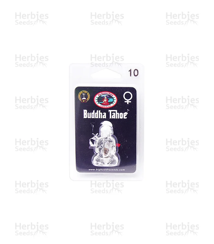 Buddha Tahoe van Big Buddha Seeds