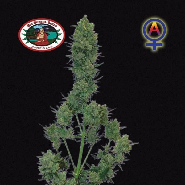Blue Cheese van Big Buddha Seeds