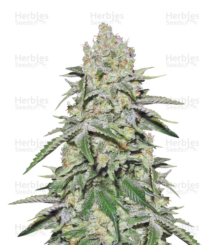 Cookies & Cream Cheese van Big Buddha Seeds