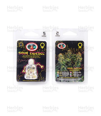 Sour Chiesel van Big Buddha Seeds