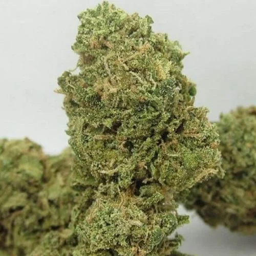 Big Buddha Cheese van Big Buddha Seeds