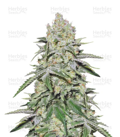 Cookies & Cream Cheese van Big Buddha Seeds