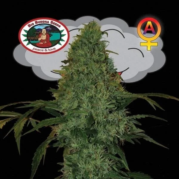Critical Mass van Big Buddha Seeds